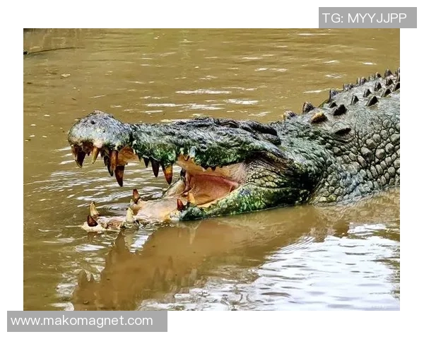 鳄鱼意外袭击致足球明星不幸遇难引发全球哀悼与关注